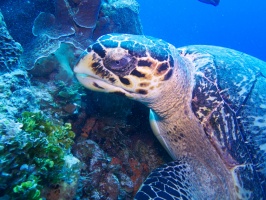 Hawksbill Sea Turtle IMG 4732